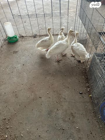 חיית משק הודו