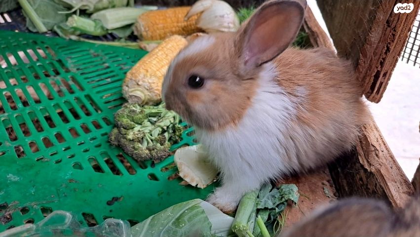 מכרסם ארנב ננסי