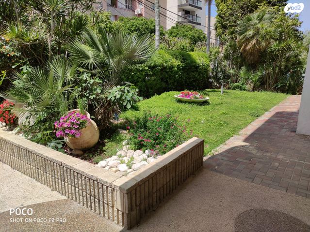 שלמה מולכו 8