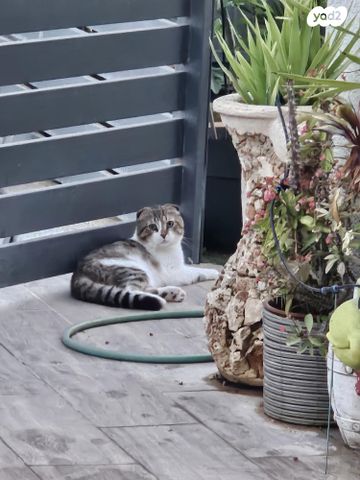 תמונת מודעה - חיות מחמד