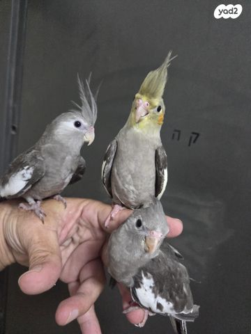 תמונת מודעה - חיות מחמד