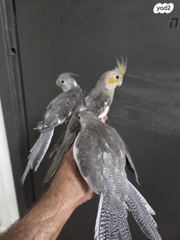 תוכי קוקוטייל