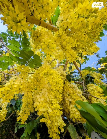 דירה, עלייה, מרכז מזרחי, נס ציונה