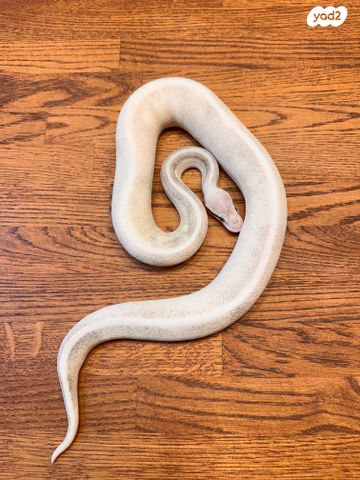 זוחל פיתון מתכדר