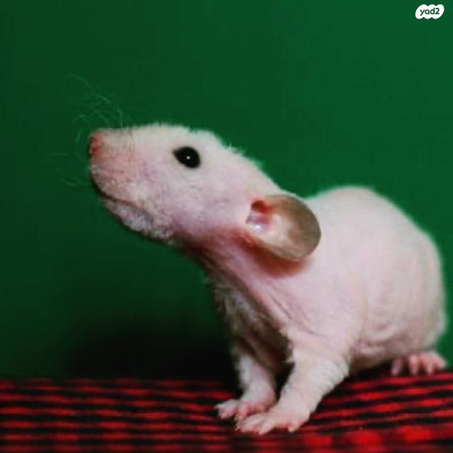 מכרסם חולדה