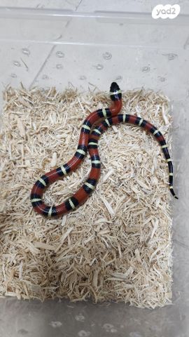 זוחל מילק סנייק