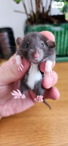 תמונת מודעה - חיות מחמד