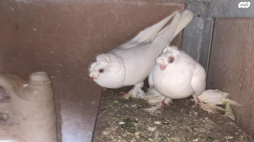 תמונת מודעה - חיות מחמד