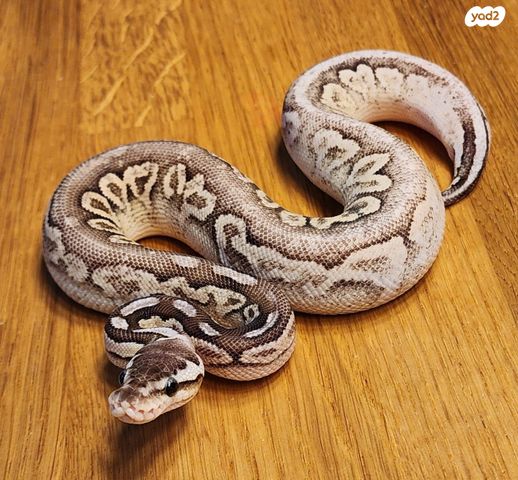 תמונת מודעה - חיות מחמד