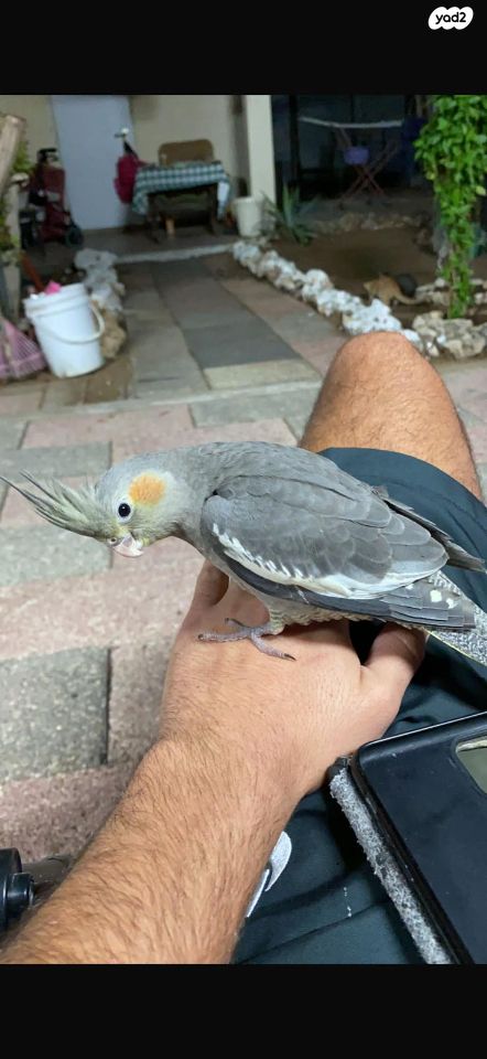 תמונת מודעה - חיות מחמד