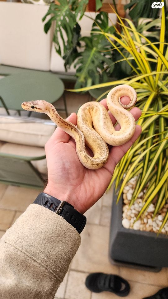 תמונת מודעה - חיות מחמד