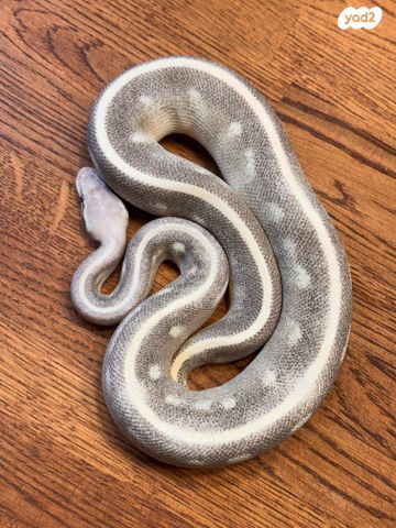 תמונת מודעה - חיות מחמד