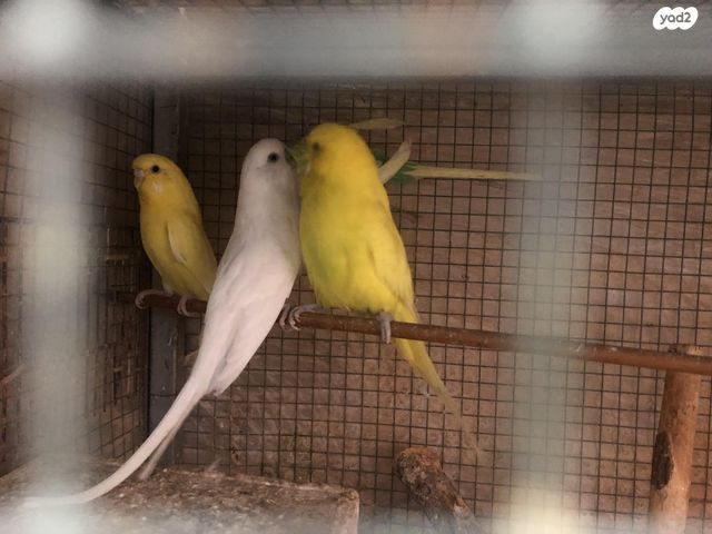 תמונת מודעה - חיות מחמד