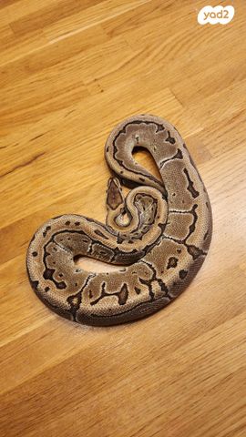 תמונת מודעה - חיות מחמד