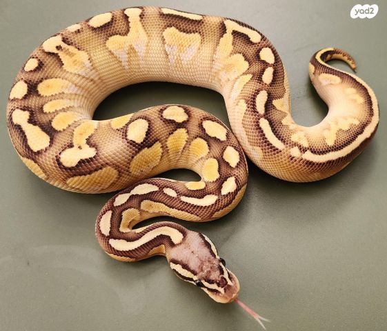 תמונת מודעה - חיות מחמד