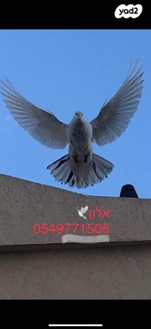 תמונת מודעה - חיות מחמד