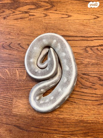 זוחל פיתון מתכדר