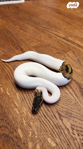 תמונת מודעה - חיות מחמד