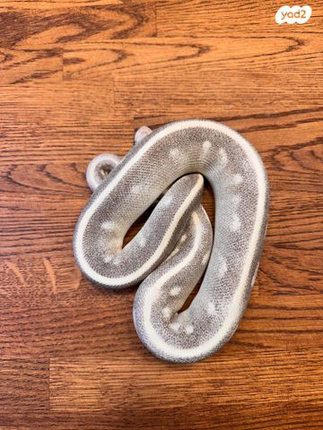 זוחל פיתון מתכדר