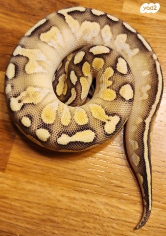 זוחל פיתון מתכדר