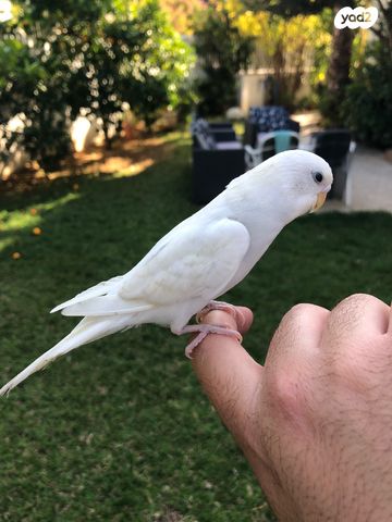 אביזרים | כלוב