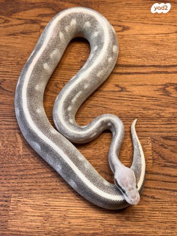 זוחל פיתון מתכדר