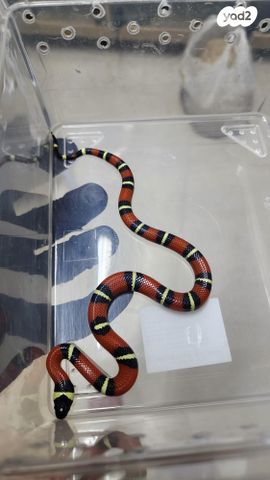 זוחל מילק סנייק