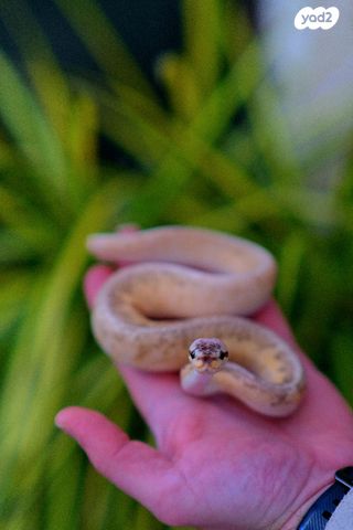 זוחל פיתון מתכדר