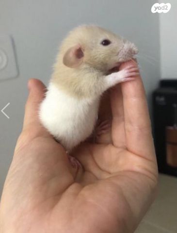 מכרסם חולדה