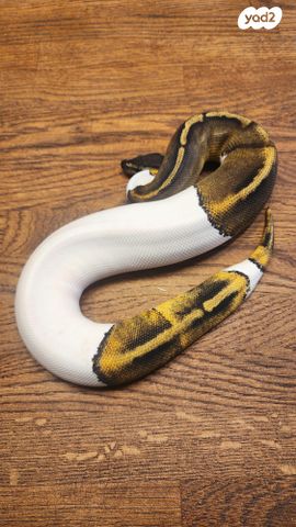 זוחל פיתון מתכדר