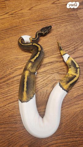 זוחל פיתון מתכדר