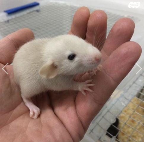 מכרסם חולדה