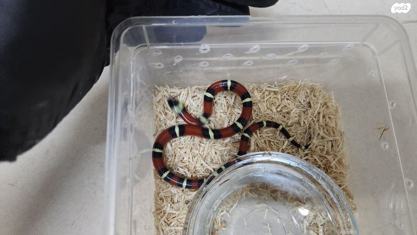 זוחל מילק סנייק