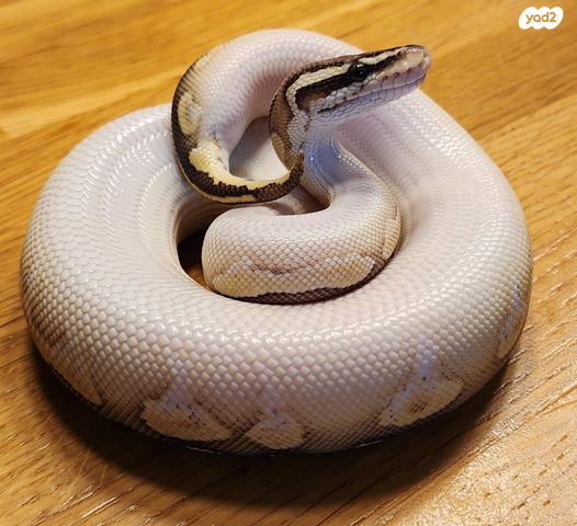 זוחל פיתון מתכדר