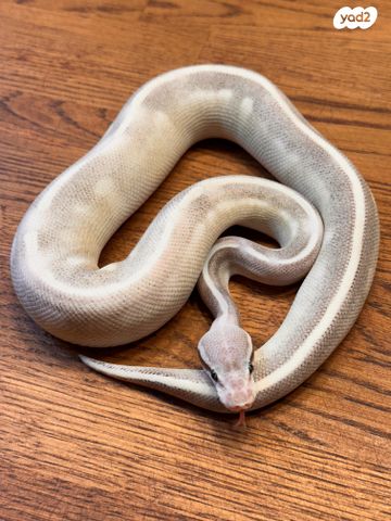 זוחל פיתון מתכדר