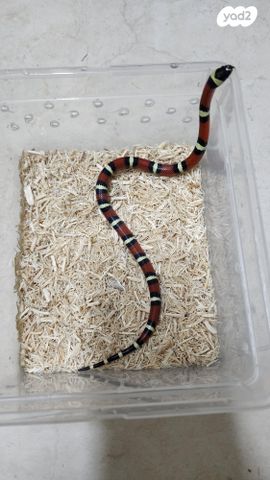 זוחל מילק סנייק