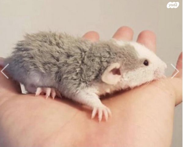 מכרסם חולדה