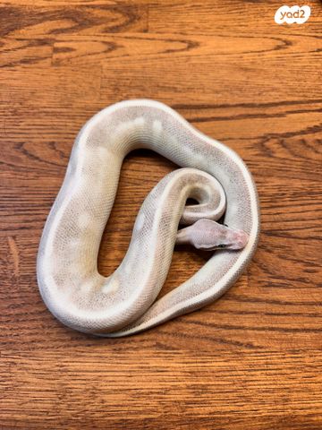 זוחל פיתון מתכדר