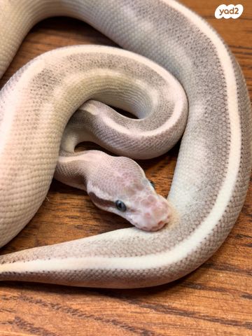 זוחל פיתון מתכדר