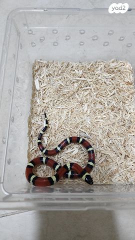 זוחל מילק סנייק