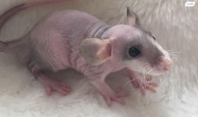 מכרסם חולדה