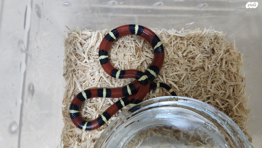 זוחל מילק סנייק