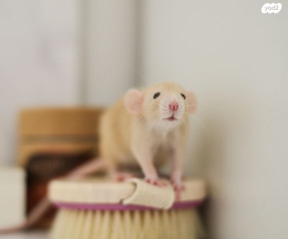 מכרסם חולדה