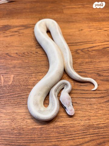 זוחל פיתון מתכדר