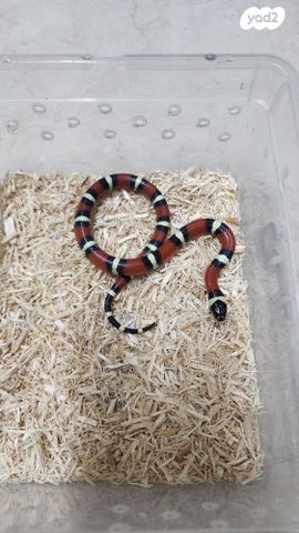 זוחל מילק סנייק