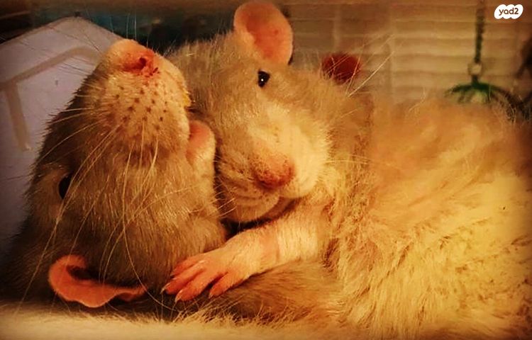 מכרסם חולדה