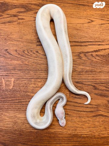 זוחל פיתון מתכדר