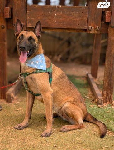 תמונת מודעה - חיות מחמד