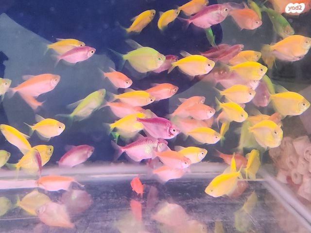 תמונת מודעה - חיות מחמד