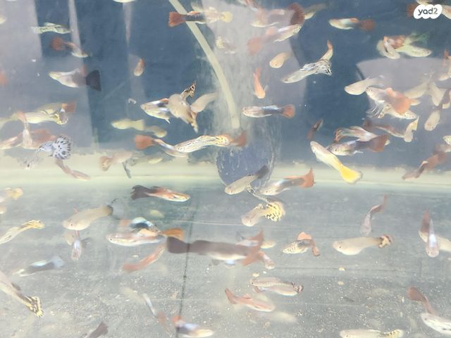 תמונת מודעה - חיות מחמד